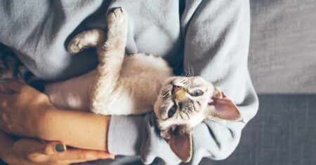 how-to-hold-a-cat