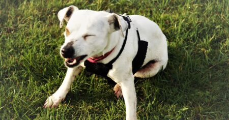 a dog reverse sneezing outside