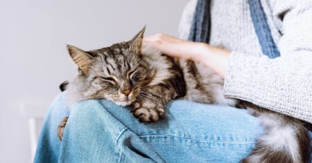 long-haired cat sitting on woman's lap