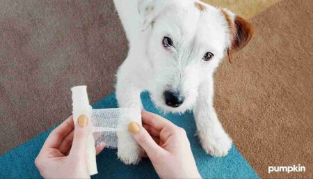 Dog looking up at owner with bandage.