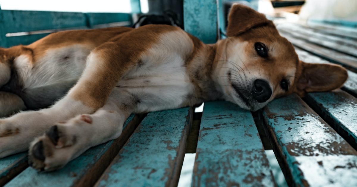 how-to-help-dog-throw-up