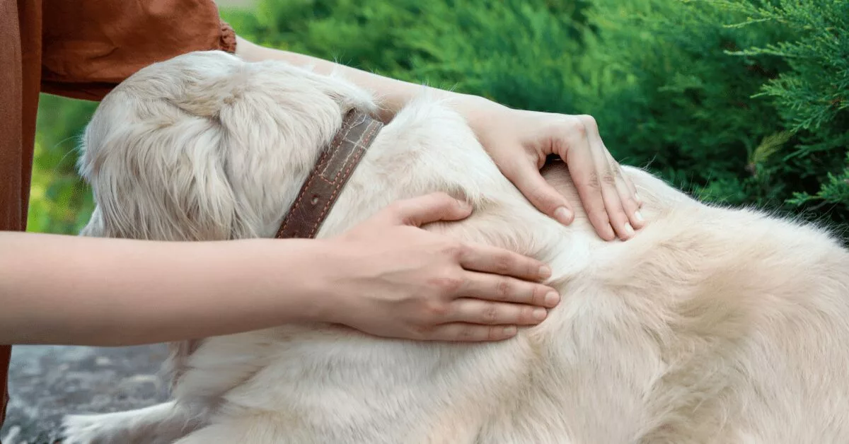 Why Does My Dog Have Bumps on His Back? Find out the Causes and Solutions