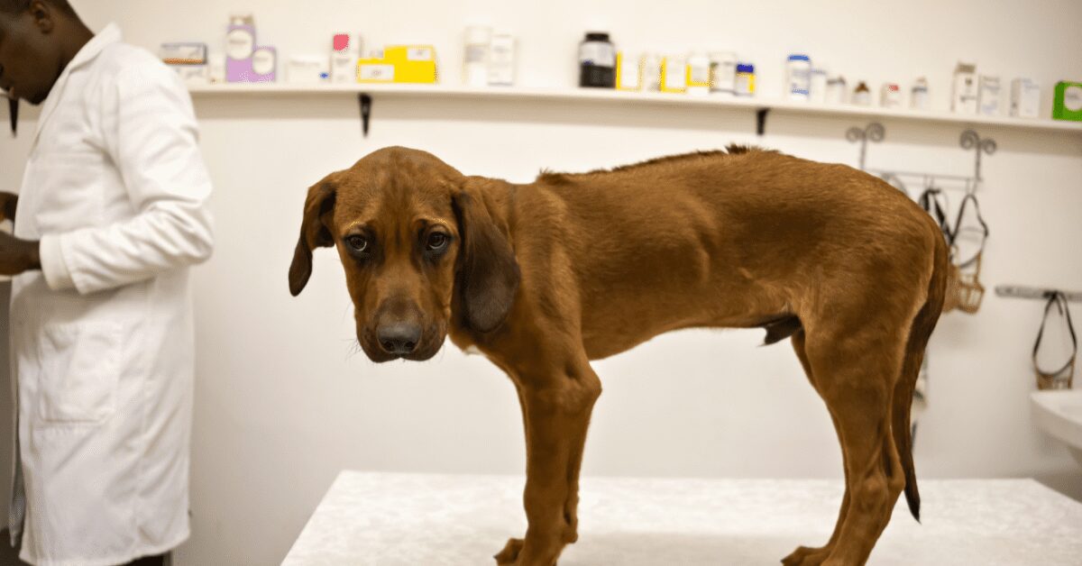 My Dog Ate Rat Poison An Emergency Guide Pumpkin 