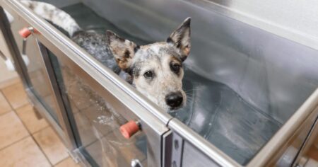 hydrotherapy-for-dogs