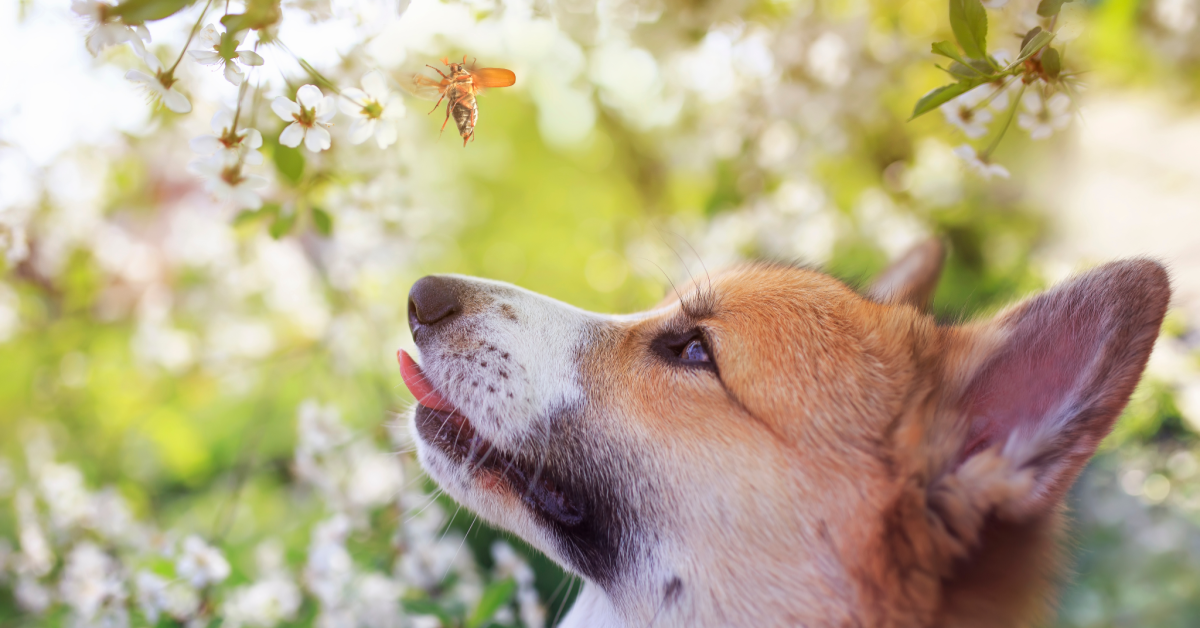 Dog Bee Sting First Aid Allergic Reactions Pumpkin 