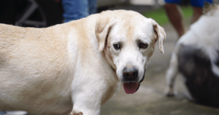 Home remedies for dog warts sales
