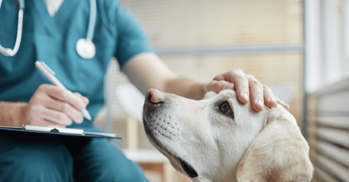 lyme-vaccine-for-dogs