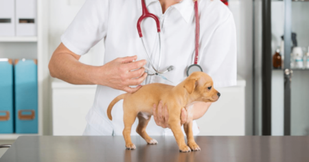 bordetella-vaccine-for-dogs