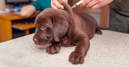 puppy getting rabies vaccine