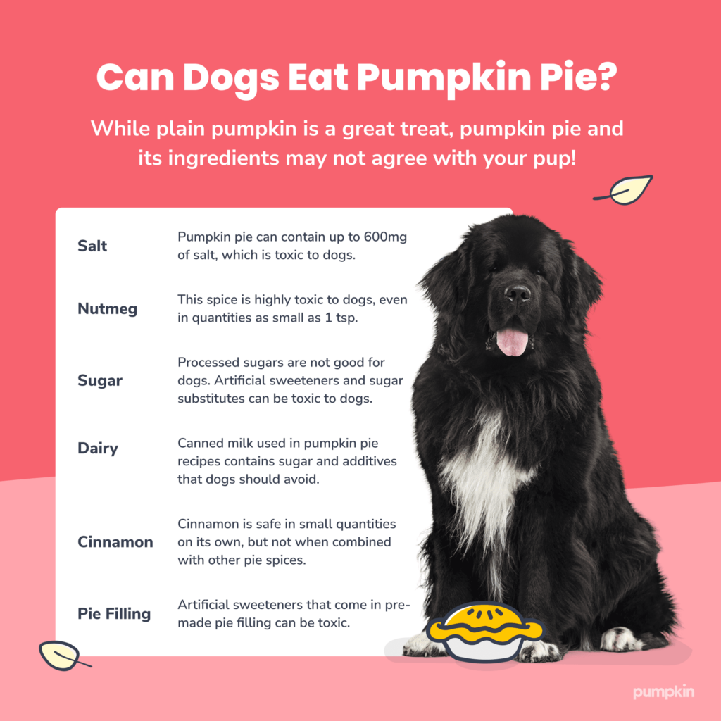 list-of-ingredients-in-pumpkin-pie-that-are-toxic-to-dogs