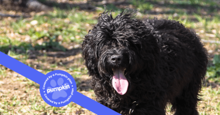 black-portuguese-water-dog-with-his-tongue-out