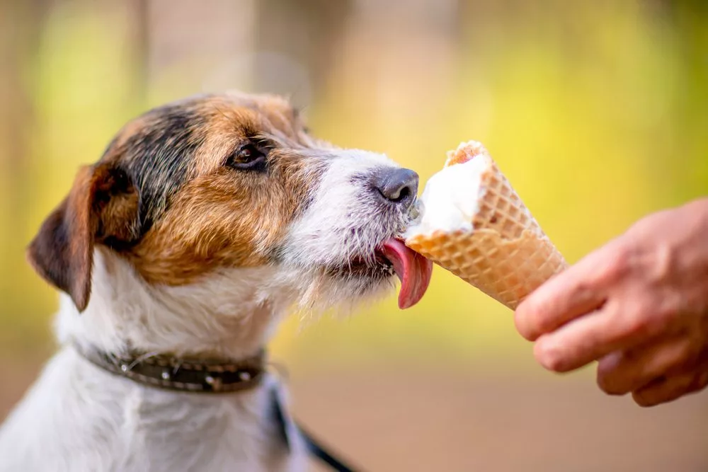 dog eating ice cream