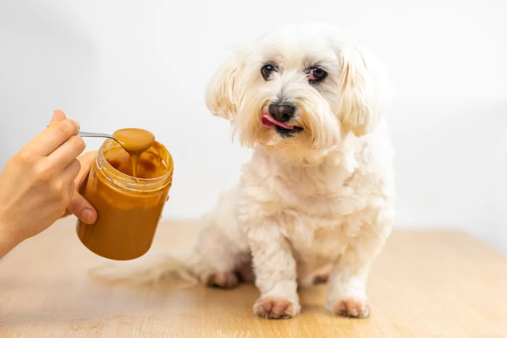 Peanut Butter: Know the Benefits and Risks for Dogs