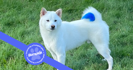 white-shiba-inu-with-blue-tail-standing-in-grass