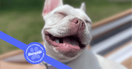 white-french-bulldog-smiling