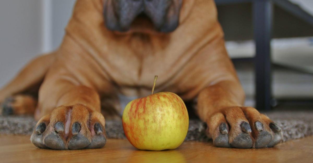 big bull dog staring at apple