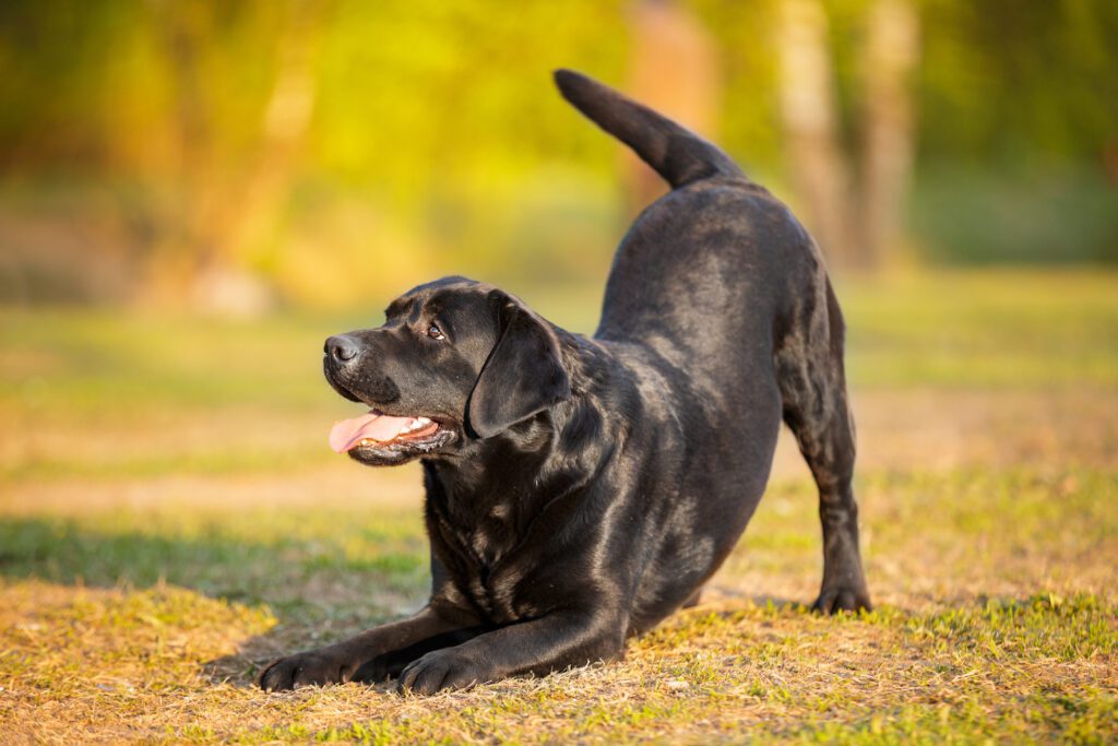 big black dog labrador retriever doing bow reverence invite to play on the grass in sunshine