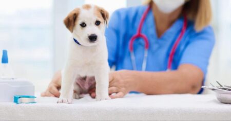 puppy recieving vaccine
