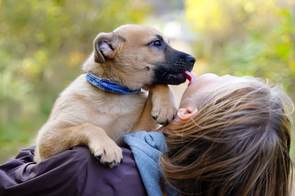 Little Red Puppy licks a girl.