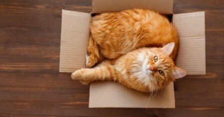 ginger cat with green eyes curled up in cardboard box