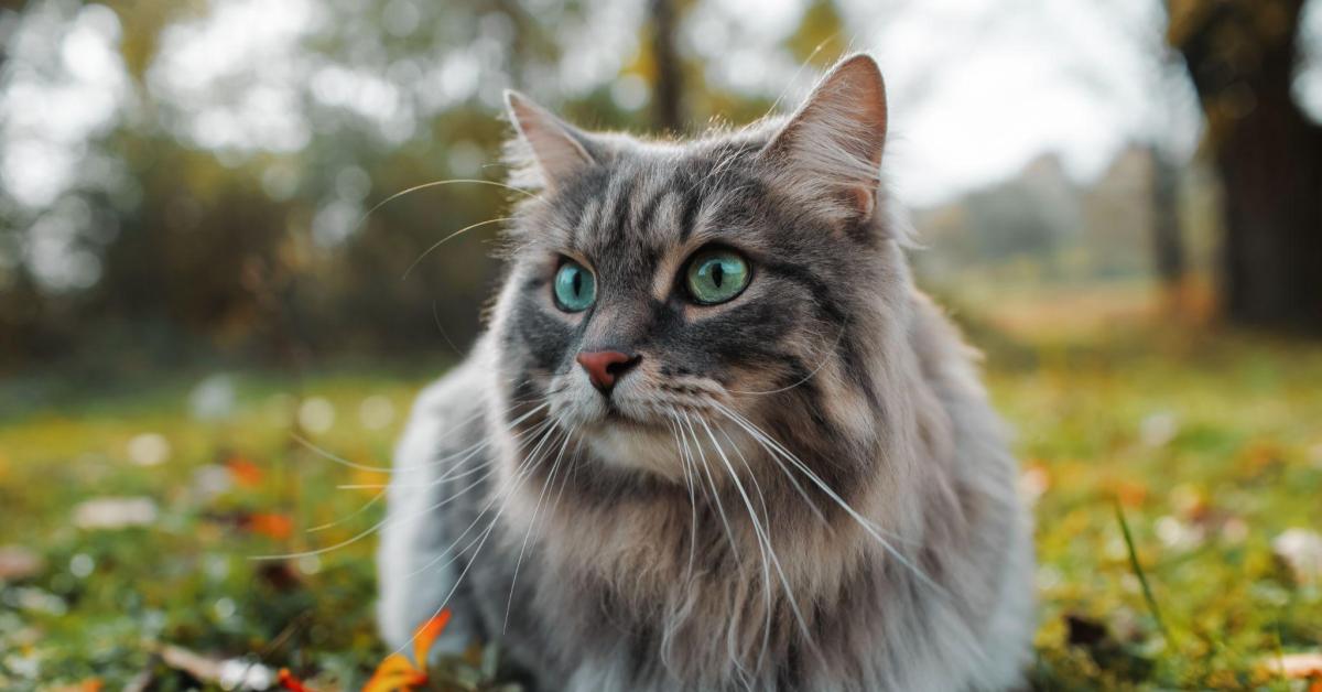 grey brown and white cat with long whiskers laying outside