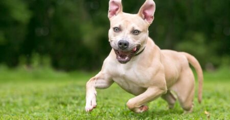 Excited pit bull terrier running around outside