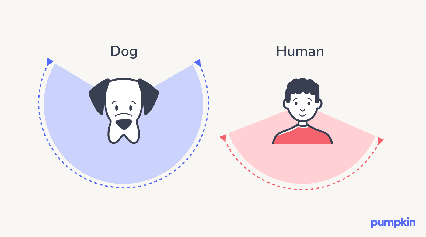Illustration of a dog's field of vision compared to a human's field of vision