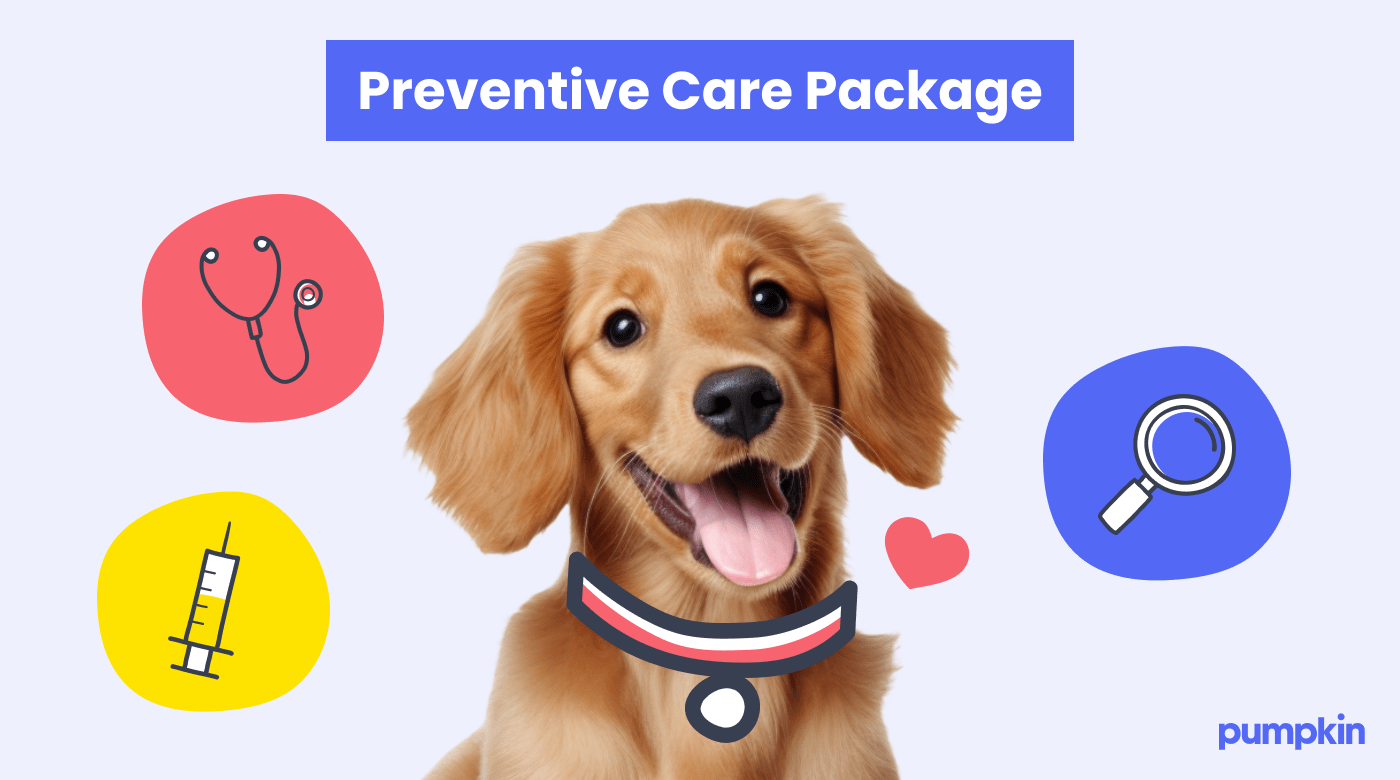 A happy Daschund wearing a pink collar with illustrations to show a preventive care package.