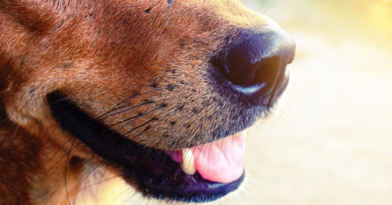 close up of a large dog's muzzle with long black whiskers