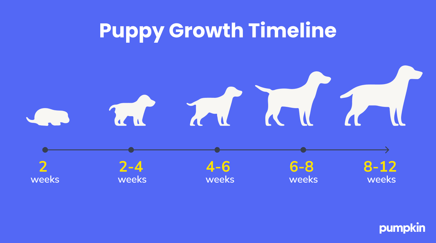 Illustration of a growth timelines for a puppy