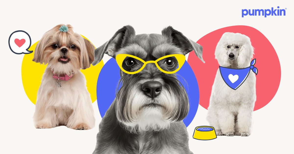 Photograph of three puppies wearing clothes on an illustrated background