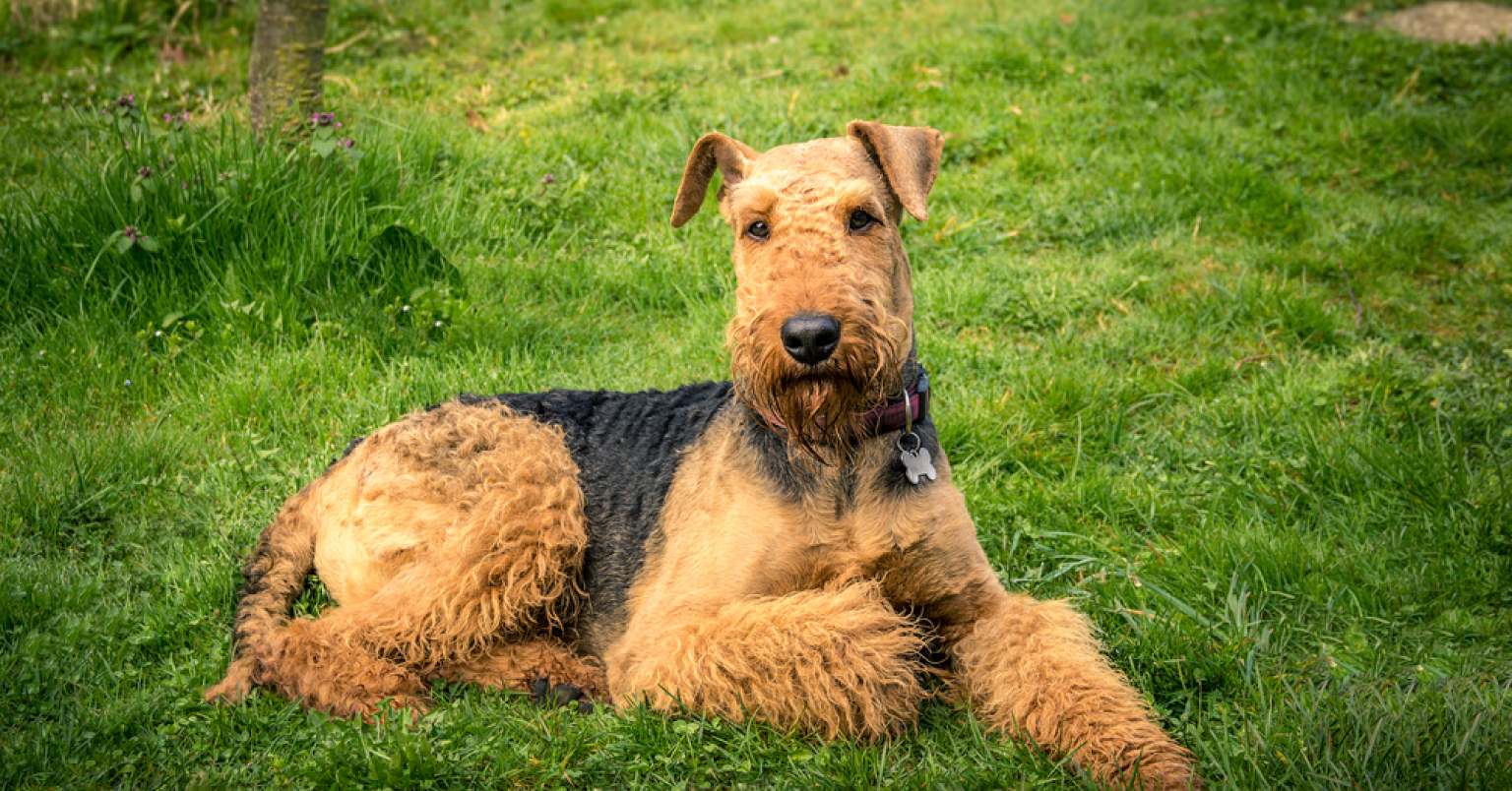 Photograph of an Airedale Terrier laying on green grass