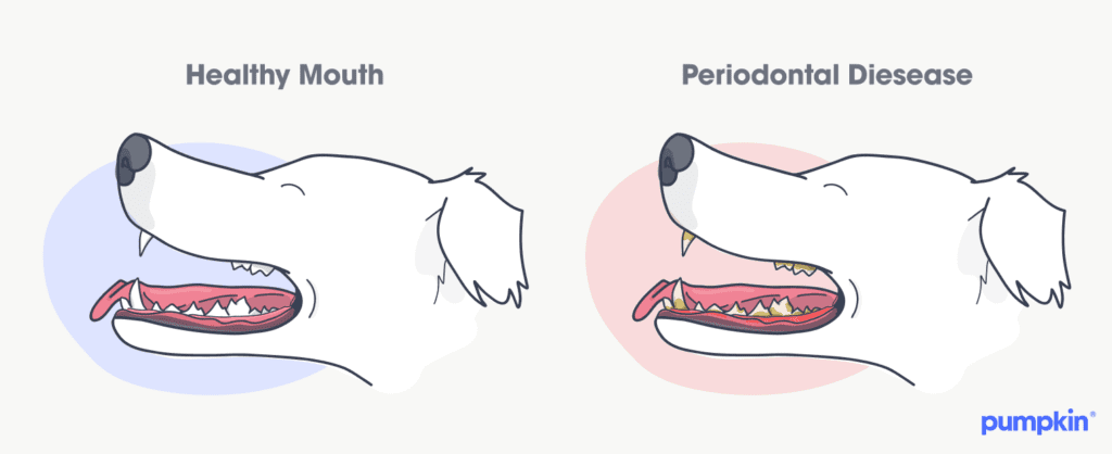 infographic comparing a healthy dog mouth and dog teeth with periodontal disease