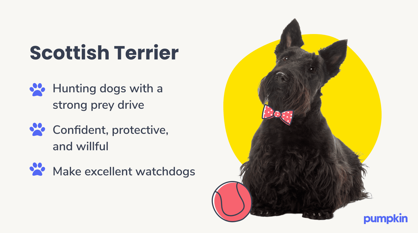 Photograph of a scottish terrier dog wearing a red bowtie alongside key facts about them