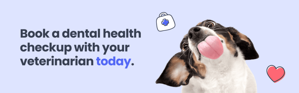book a dental health checkup with your veterinarian today