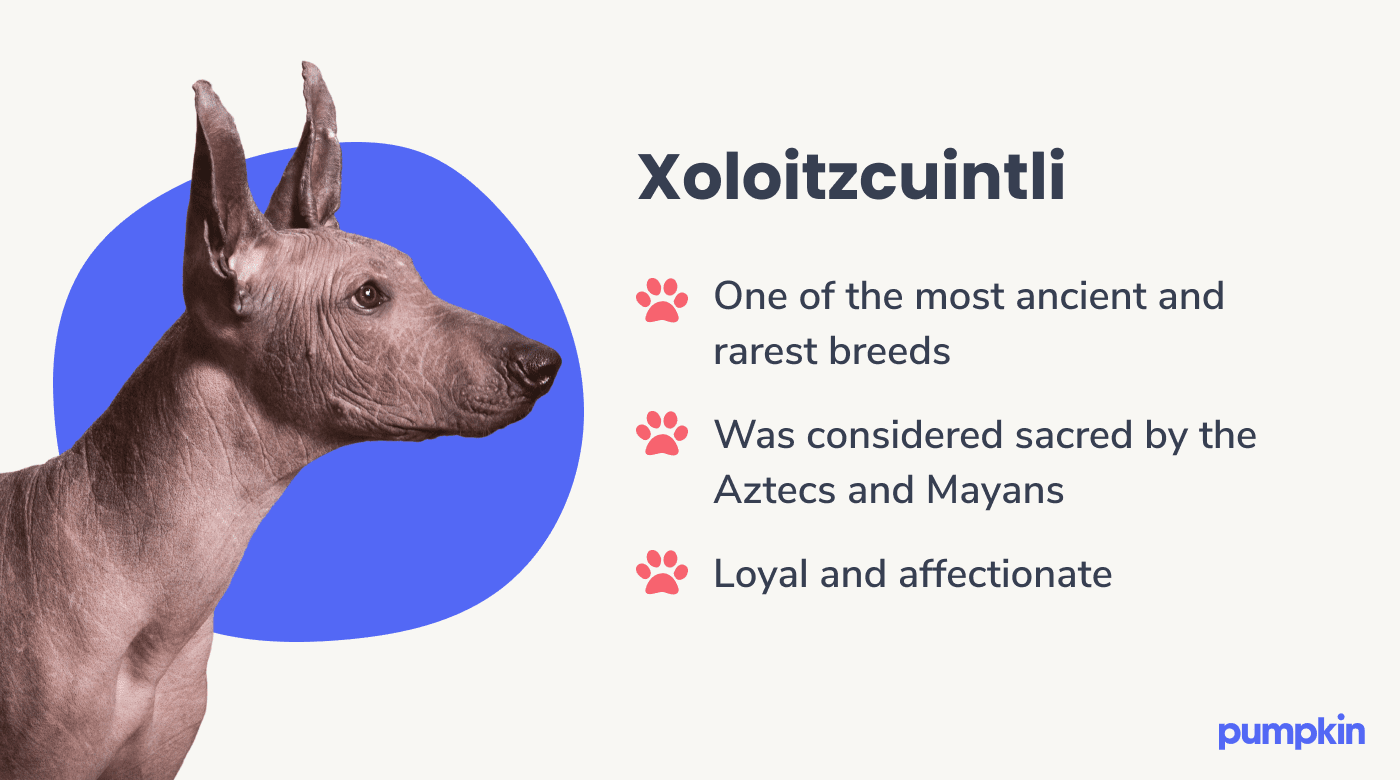 Photograph of a xoloitzcuintli dog with key facts about them