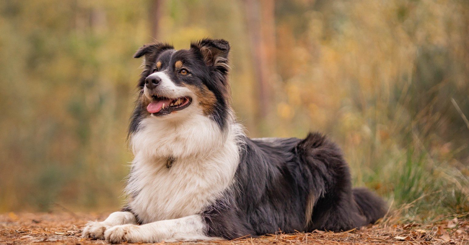 Photograph of an Australian Shepherd in the forest
