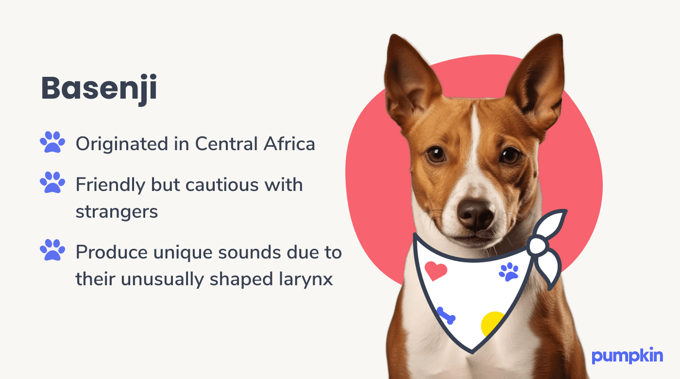 Photograph of a basenji dog wearing a patterned bandana alongside key facts about them