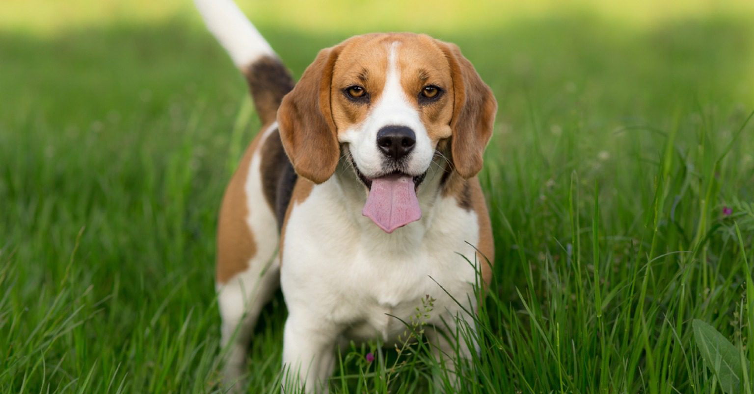 Photograph of a Beagle in green long-bladed grass