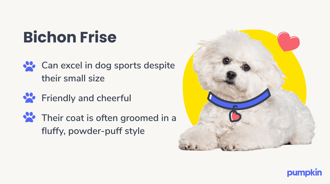 Photograph of a bichon frise dog with an illustrated collar with key facts about them