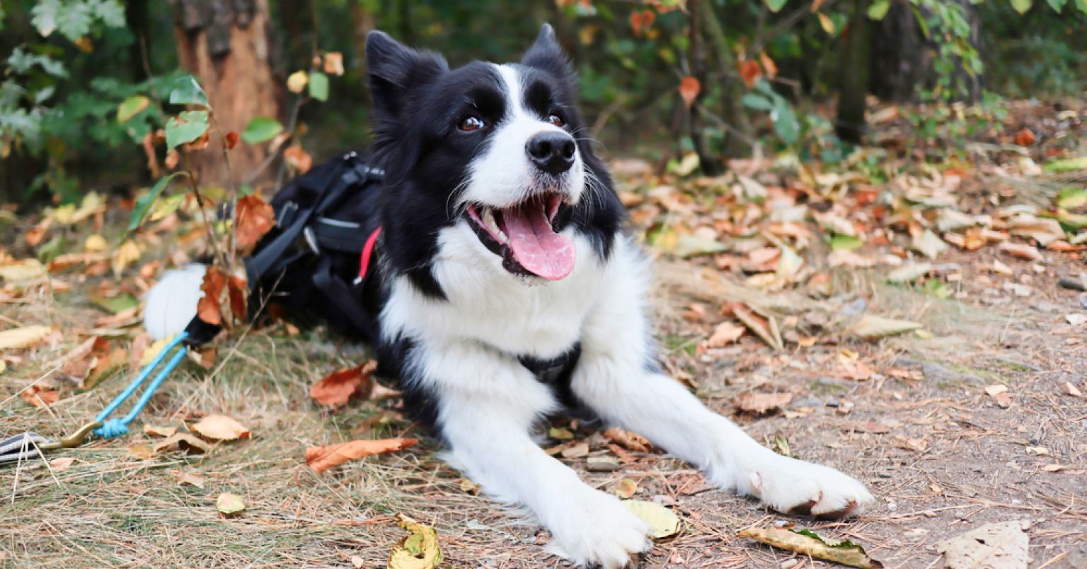 Photograph of a Border Collie in the woods