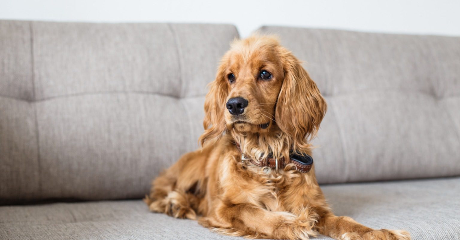 Photograph of a Cocker Spaniel on a gray couch
