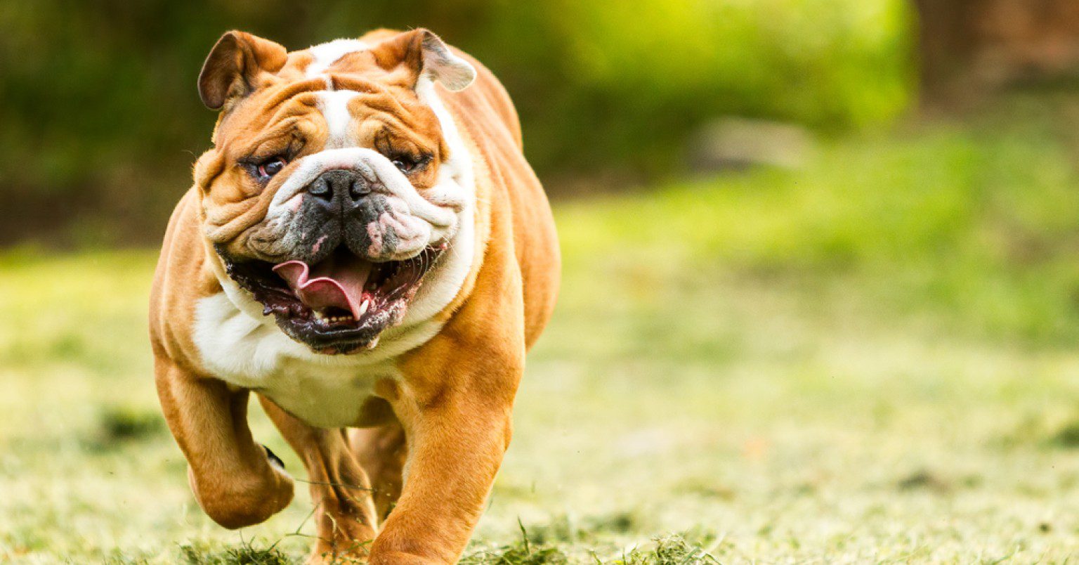 Photograph of an English Bulldog running toward the camera