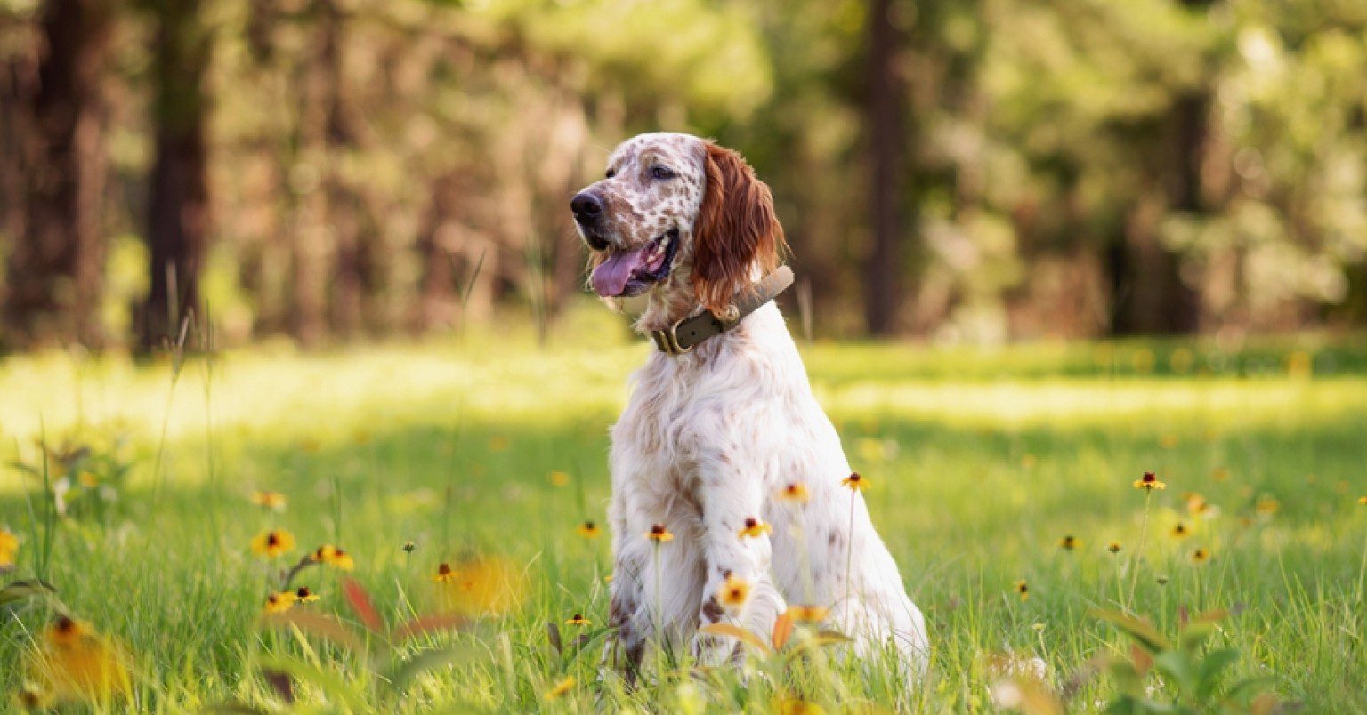 Photograph of a English Setter sitting in green grass