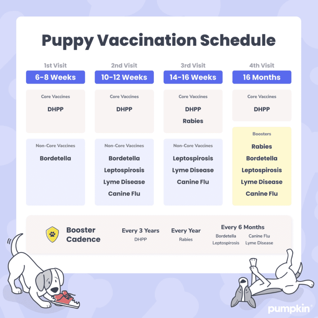 Chart showing when to get particular puppy vaccinations