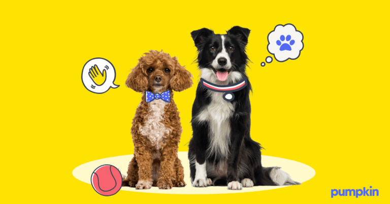 A photo of two dogs on an illustrated background