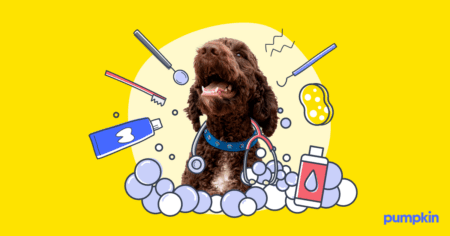 photo of a dog with an illustrated toothbrush, sponge, and water suds around him