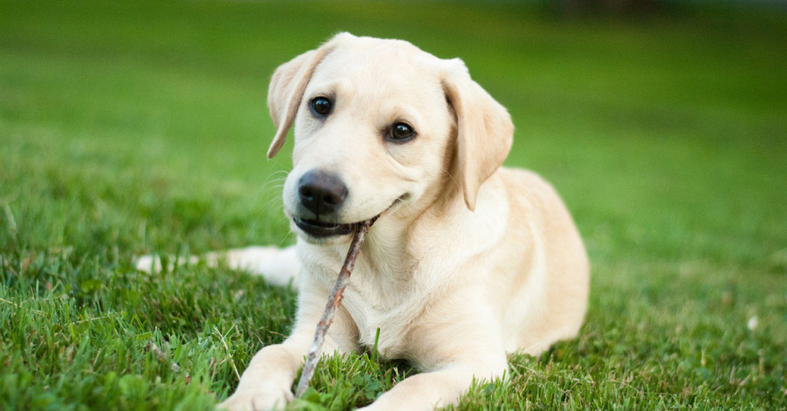 Photograph of a Labrador Retriever chewing on a stick