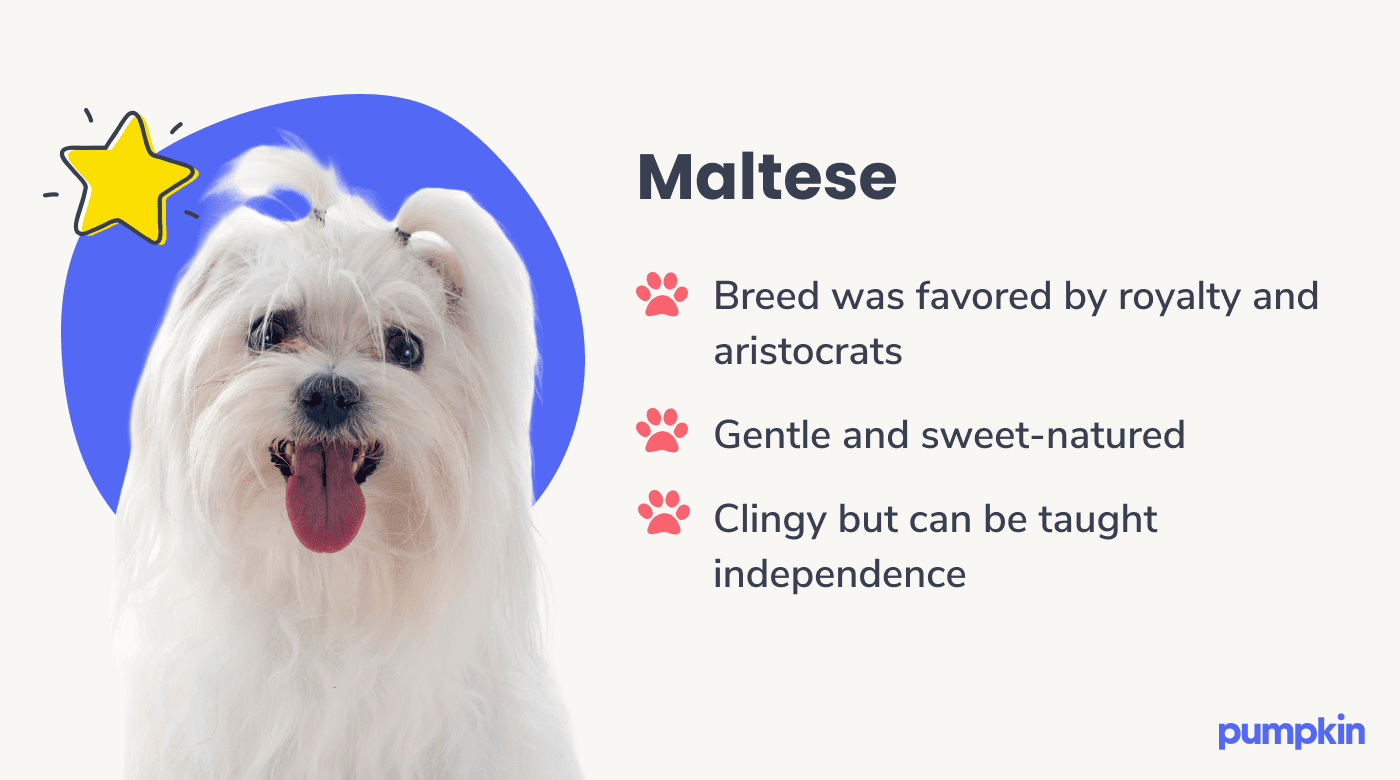 Photograph of a maltese dog with key facts about them