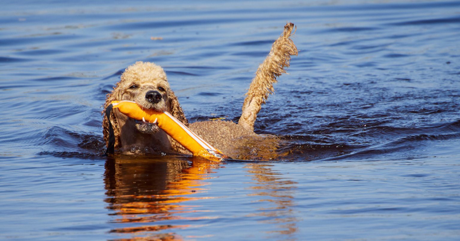 Photograph of a poodle swimming in a lake